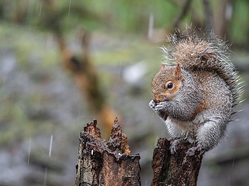 Grey Squirrel - Woodland