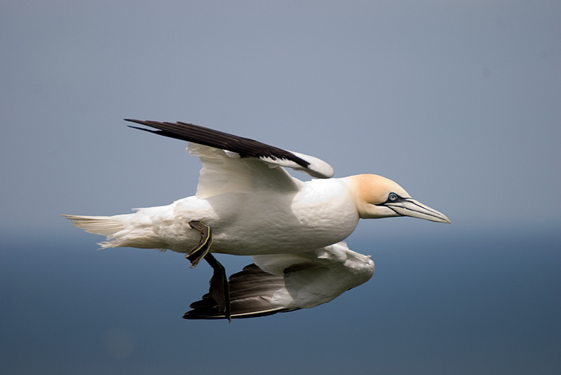 Gannet - Coastal & Wetland