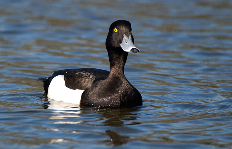 Tufted Duck - Duck, Tufted
