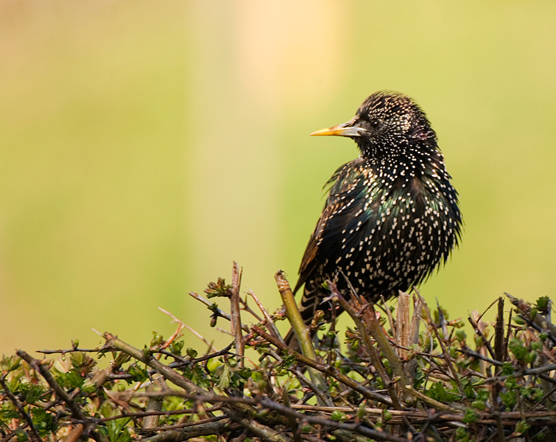 Starling - Starling