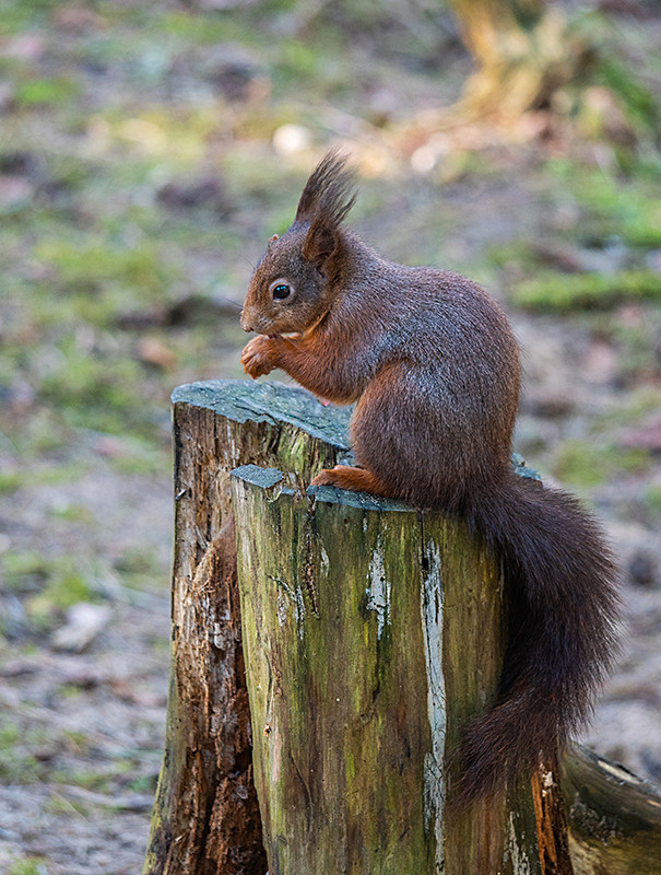 Red Squirrel - Woodland