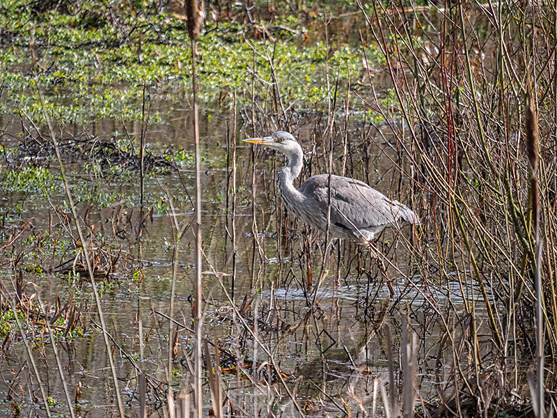 Grey Heron - Coastal & Wetland