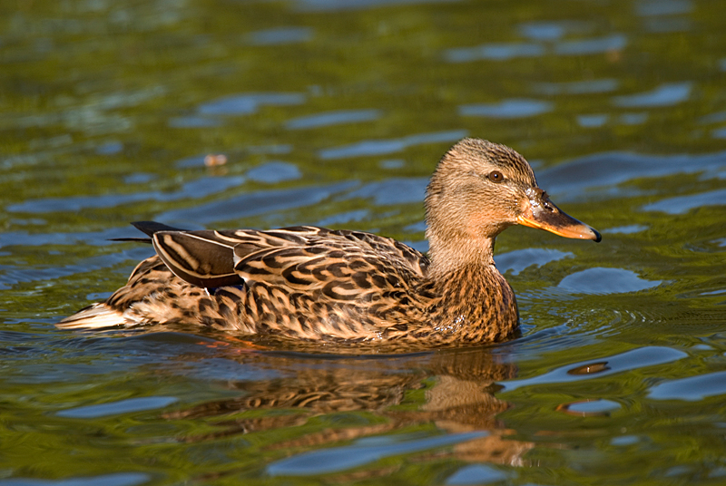 Mallard - Mallard