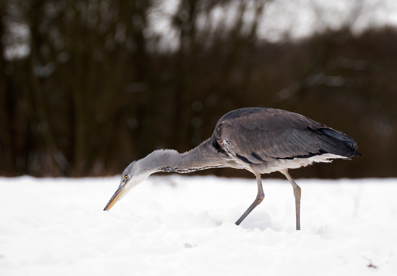 Grey Heron - Grey Heron