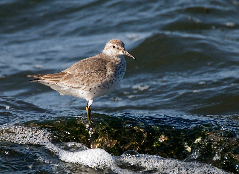 Dunlin - Coastal & Wetland