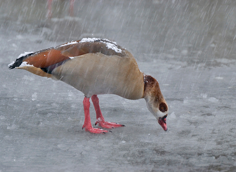 Egyptian Goose - Freshwater