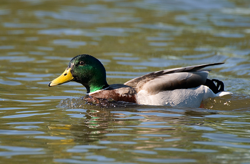 Mallard - Mallard