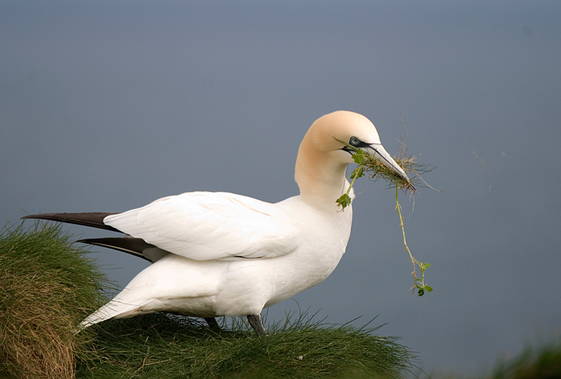 Gannet - Gannet