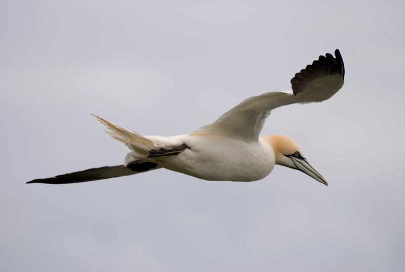 Gannet - Gannet