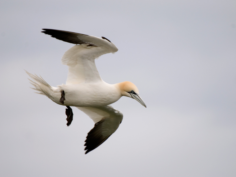 Gannet - Gannet