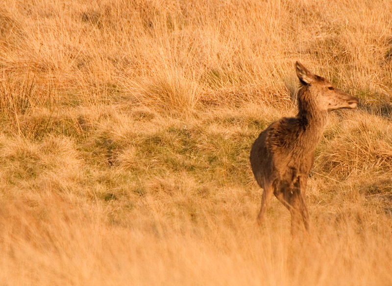 Red Deer Hind - Red Deer