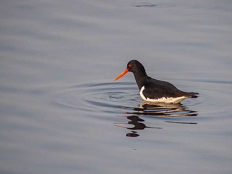  - Coastal & Wetland