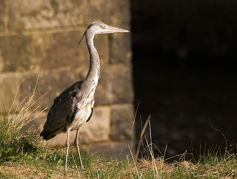 Grey Heron - Freshwater