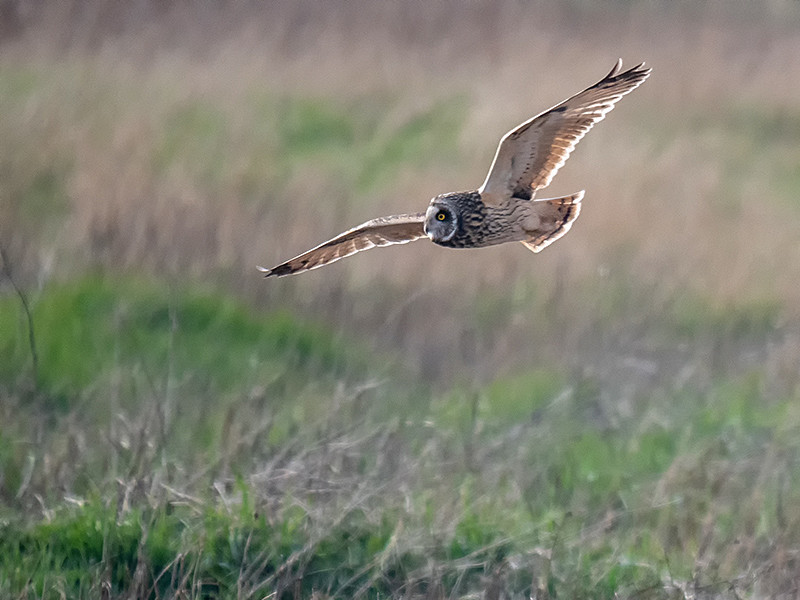  - Coastal & Wetland
