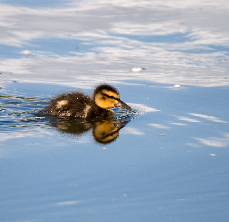 Mallard Duckling - Mallard