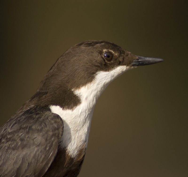 Dipper - Dipper