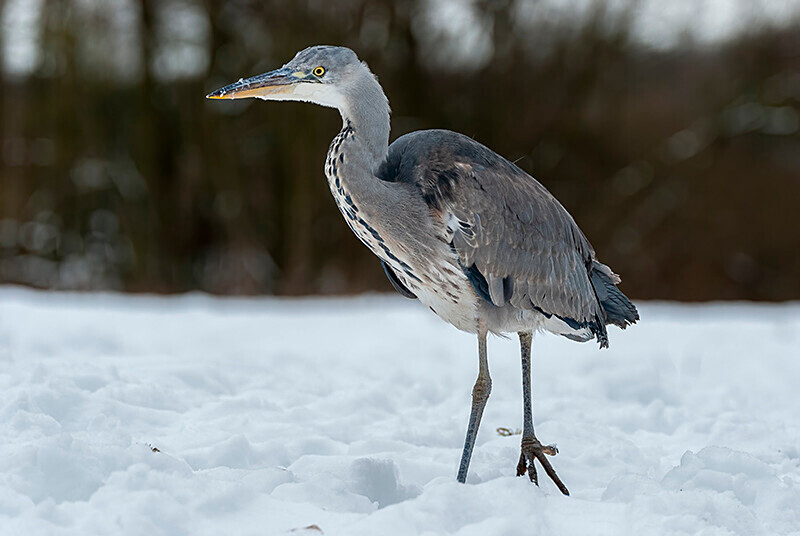  - Winter Grey Herons