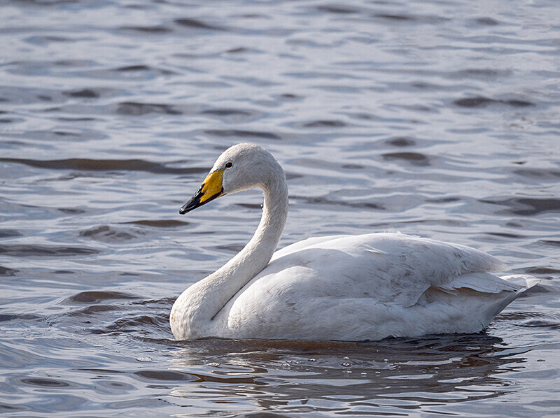  - Coastal & Wetland