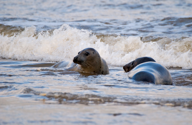 Grey Seal - Grey Seals