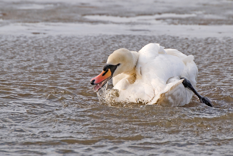 Mute Swan - Freshwater