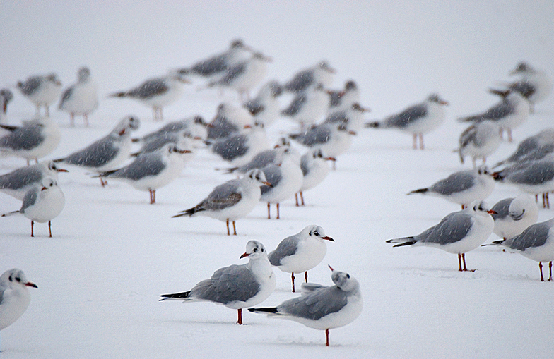 Black-Headed Gull - Coastal & Wetland