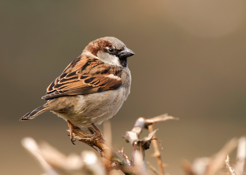 House Sparrow - House Sparrow