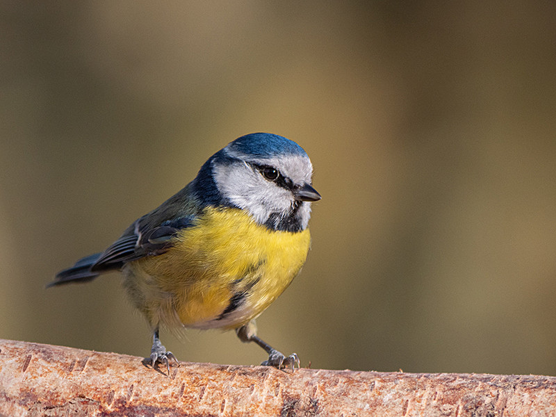 Blue Tit - Woodland