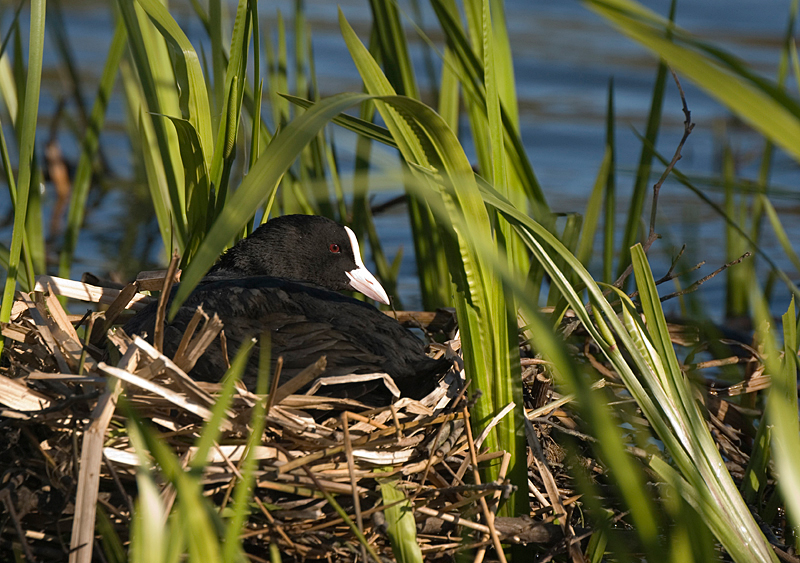 Coot - Freshwater
