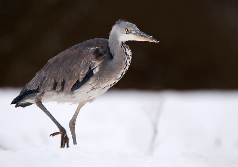 Grey Heron - Grey Heron