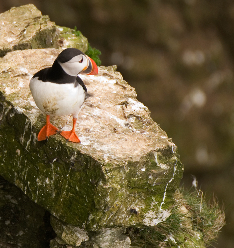 Puffin - Puffin