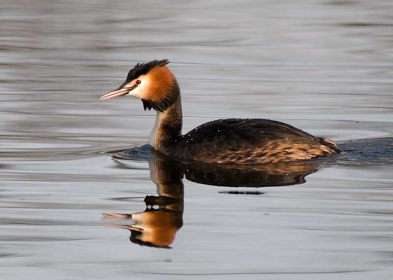 Great Crested Grebe - Grebe, Great Crested