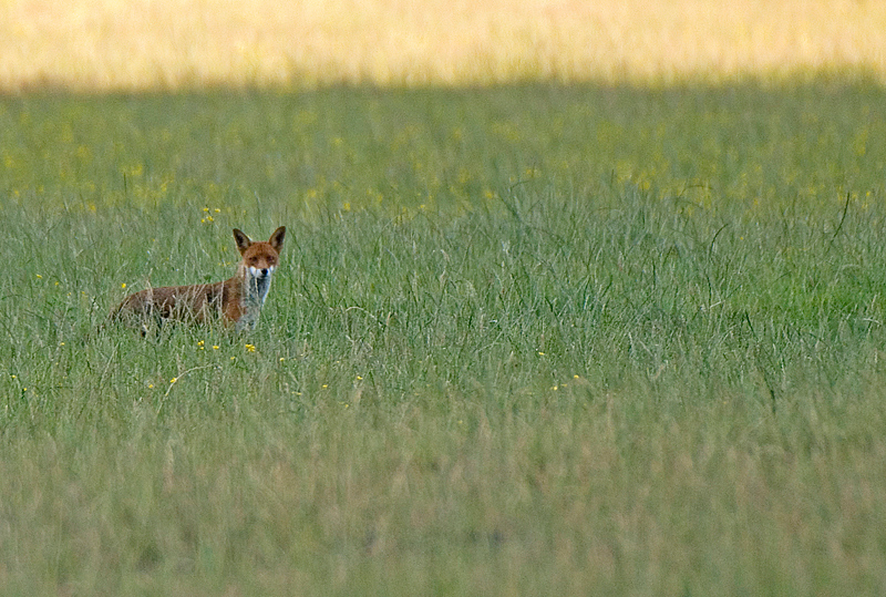 Red Fox - Lowland & Farmland