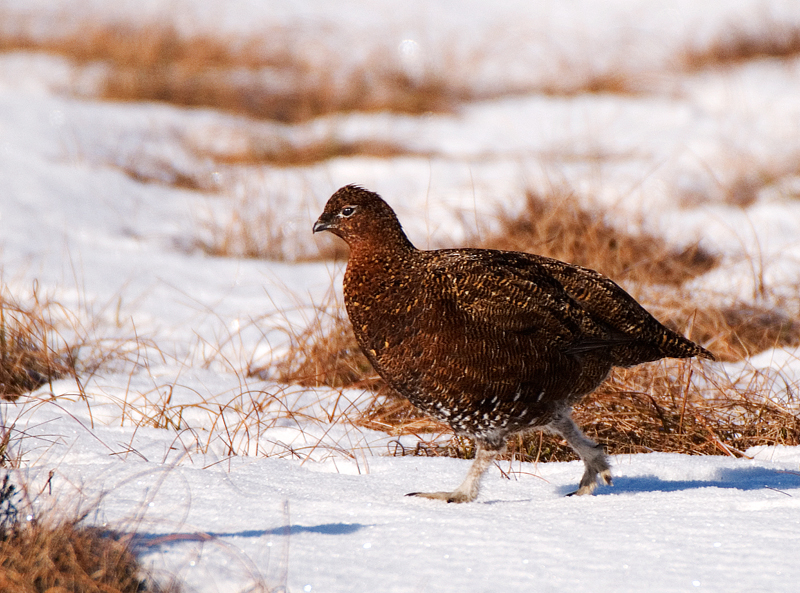 Red Grouse - Red Grouse