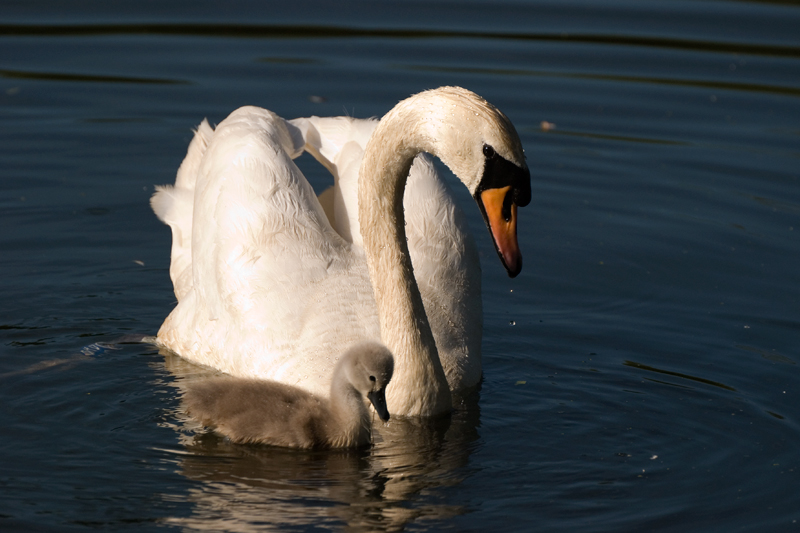 Mute Swan - Freshwater