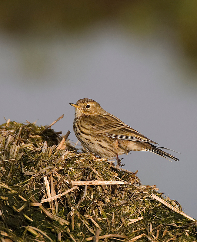Meadow Pipit - Upland & Mountain