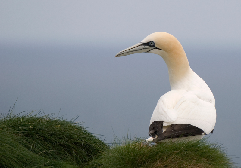 Gannet - Gannet