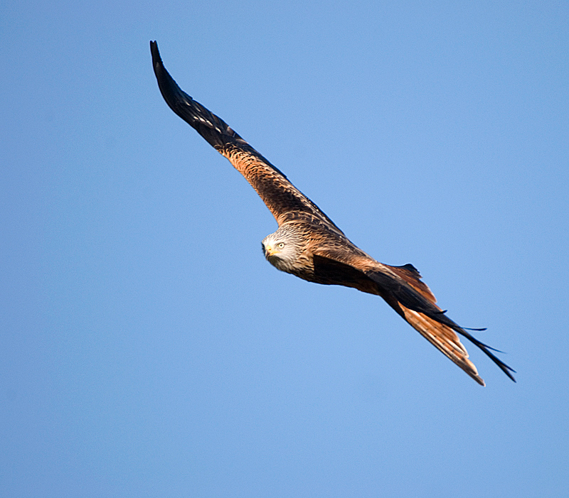 Red Kite - Red Kite