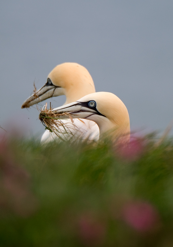 Gannet - Gannet