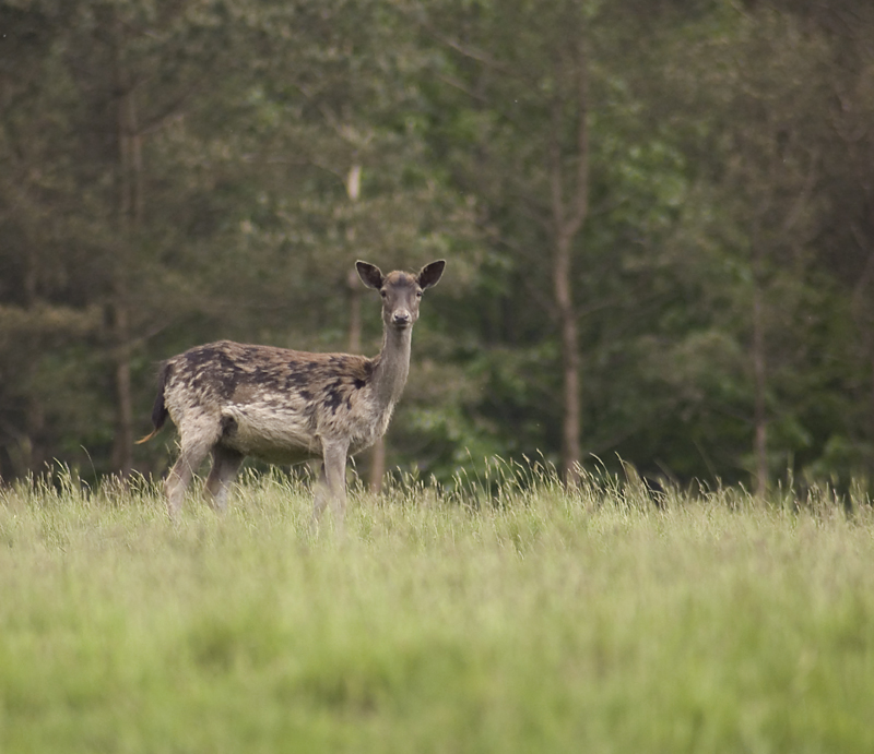 Muntjac Deer - Lowland & Farmland