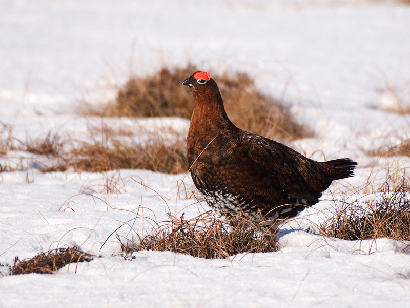 Red Grouse - Red Grouse