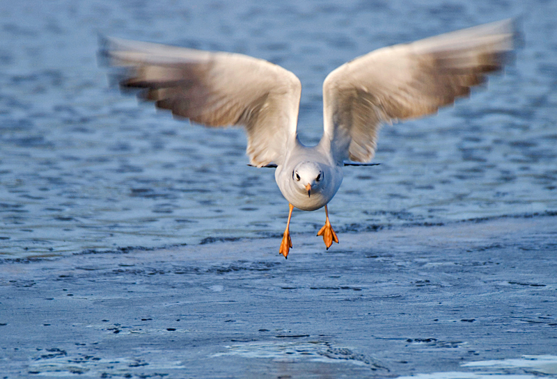Black-Headed Gull - Coastal & Wetland