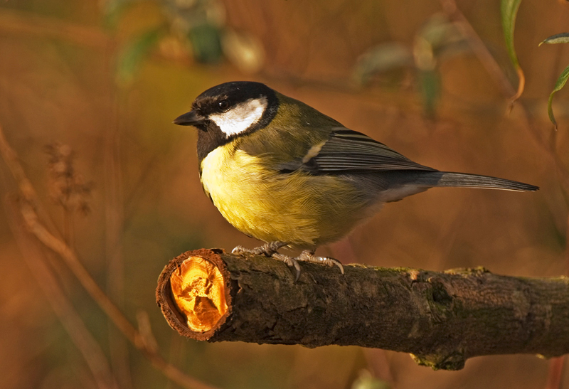 Great Tit - Woodland
