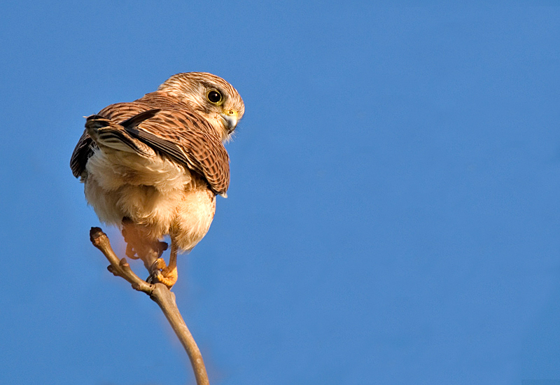 Kestrel - Lowland & Farmland