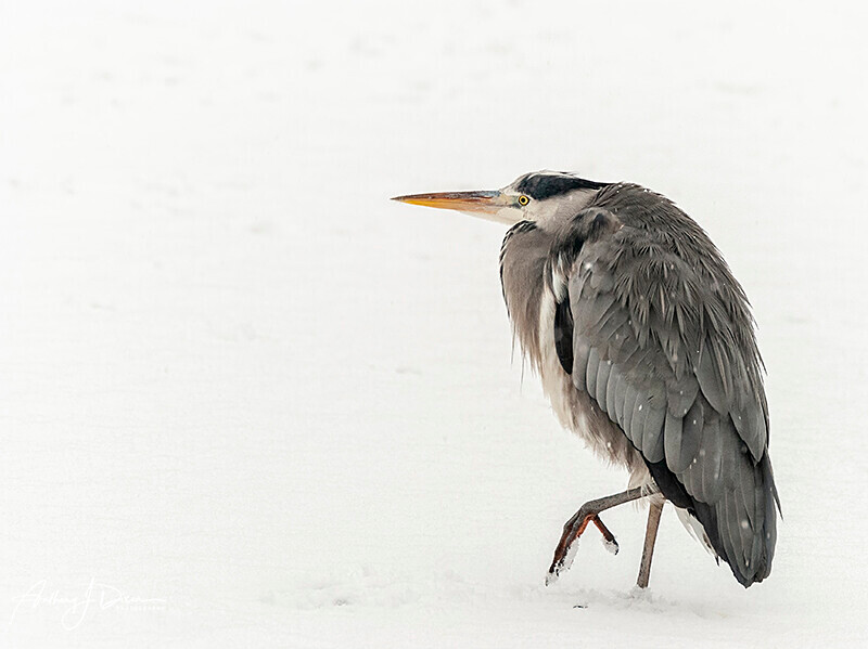  - Winter Grey Herons