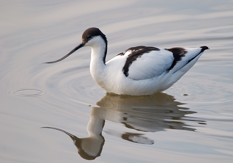 Avocet - Avocet