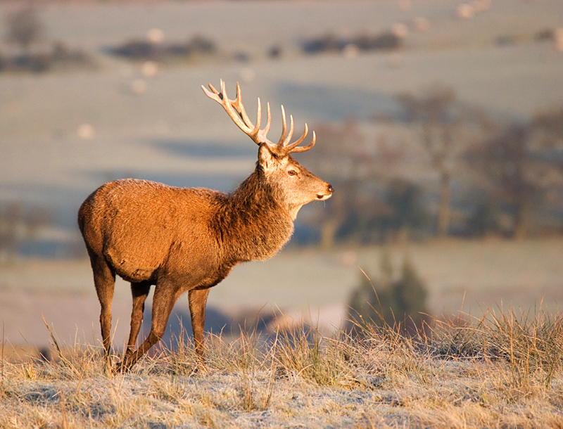 Red Deer Stag - Red Deer