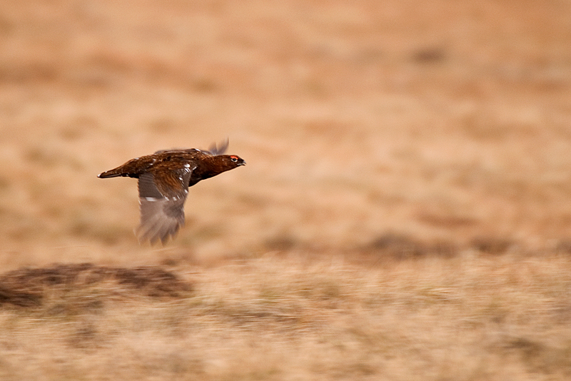Red Grouse - Upland & Mountain