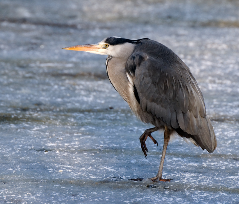 Grey Heron - Grey Heron