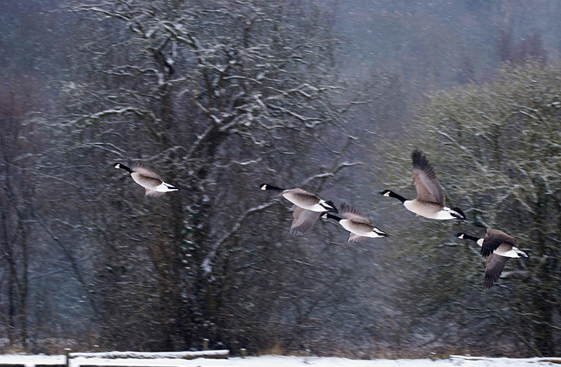 Canada Goose - Freshwater