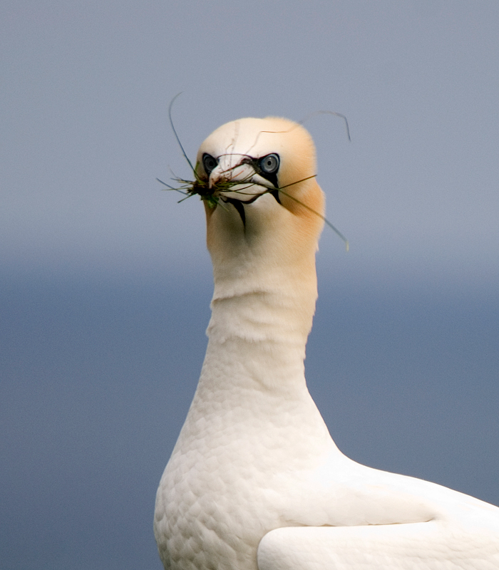 Gannet - Gannet